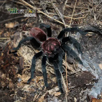 Aracnidos del estado de Morelos